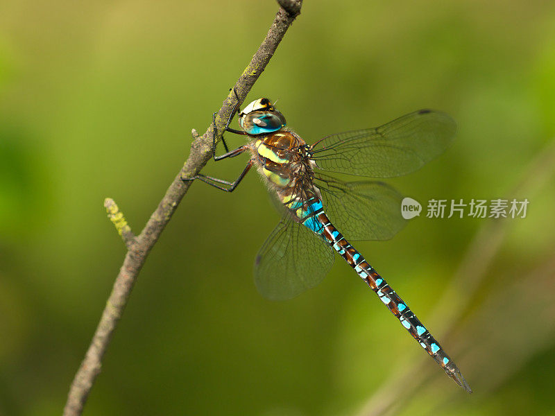 移民小贩(Aeshna mixta)